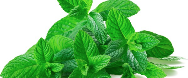 Для чего используют диетические БАДы, которые влияют на ЖКТ?